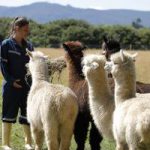 La Tercera: Buscan curar el virus hanta con anticuerpos de alpaca